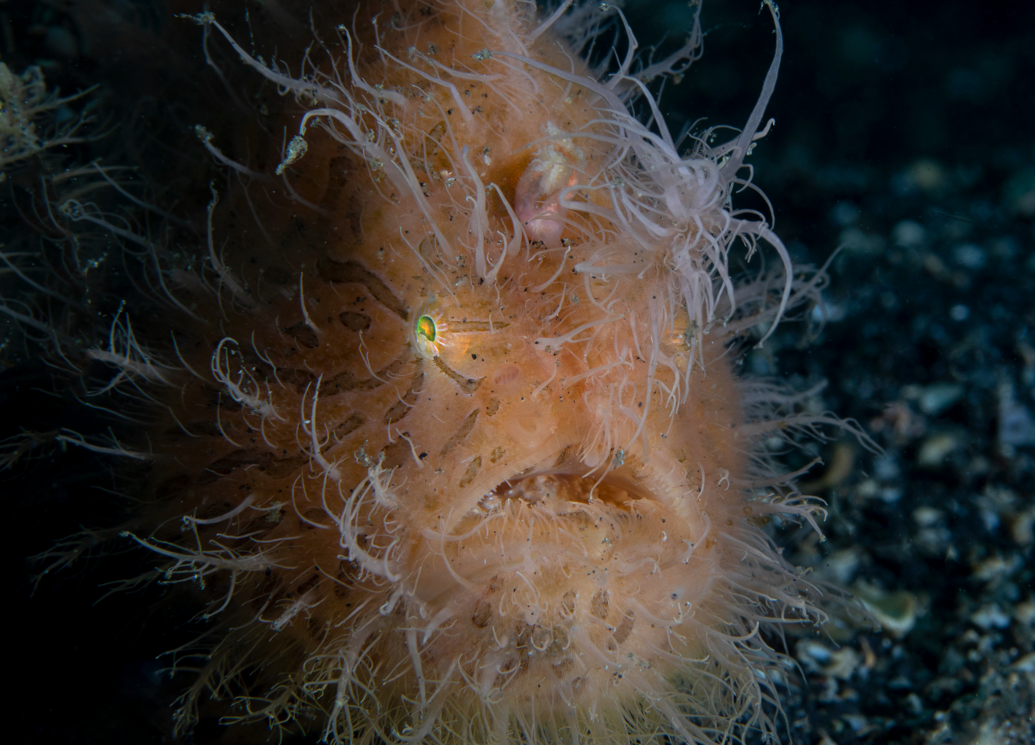 Hairy Frogfish, Lembeh